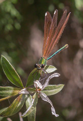 Calopteryx haemorrhoidalis