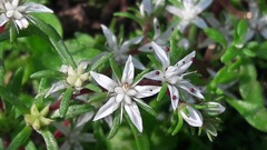 Sedum jaliscanum