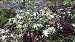 Sedum jaliscanum
