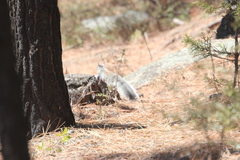 Sciurus aberti barberi