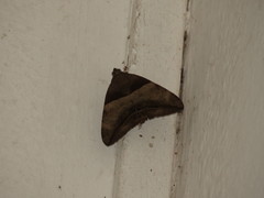 Achaea lienardi
