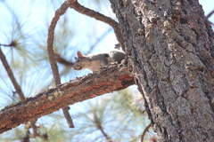 Sciurus aberti barberi