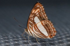 Adelpha iphiclus