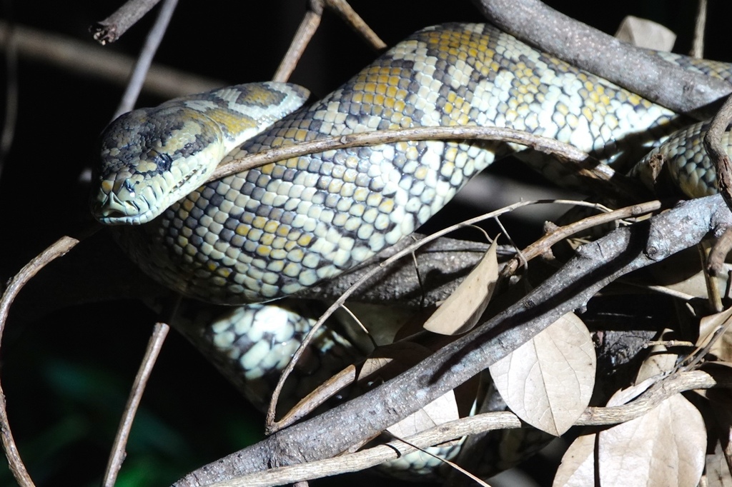 Darwin Carpet Python from Darwin Botanical Gardens, The Gardens, NT, AU ...