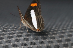 Adelpha iphiclus
