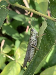 Melanoplus differentialis