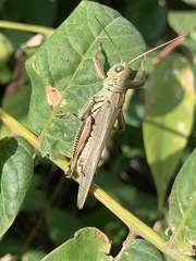 Melanoplus differentialis