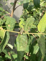 Melanoplus differentialis