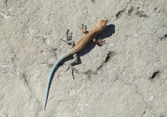 Ordos Racerunner photo 3