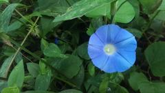 Ipomoea hederacea integriuscula