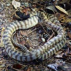 Aspidites melanocephalus