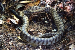 Aspidites melanocephalus