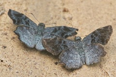Antigonus erosus
