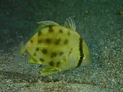 Carangoides
