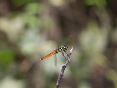 Lyriothemis
