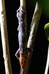 Strophurus ciliaris