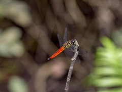 Lyriothemis