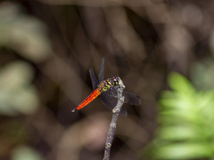 Lyriothemis