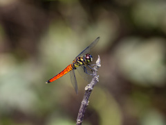Lyriothemis