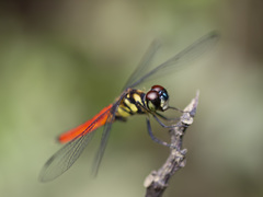 Lyriothemis