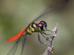 Lyriothemis