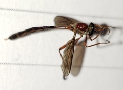Leptogaster obscuripennis