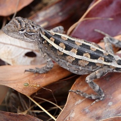 Diporiphora