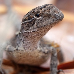 Diporiphora