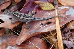 Diporiphora
