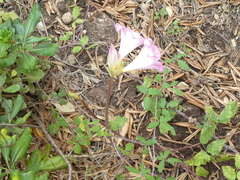 Amaryllis belladonna