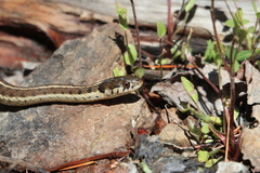 Thamnophis errans