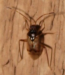 Eustictus