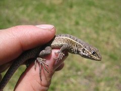 Stenocercus ornatissimus