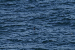 Pterodroma longirostris