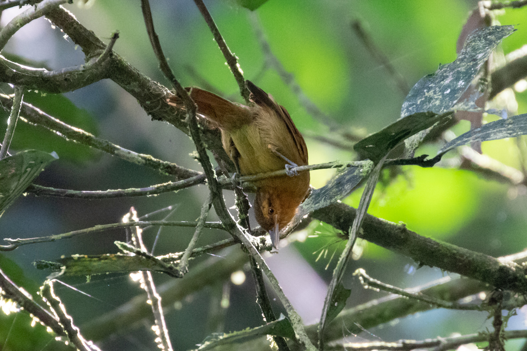 Rufescent Antshrike illustration
