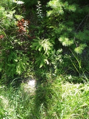 Adiantum viridimontanum