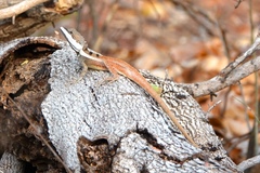 Amphibolurinae