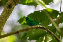 Chlorochrysa calliparaea