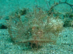 Pteroidichthys amboinensis