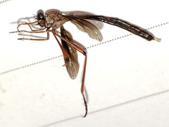Leptogaster obscuripennis