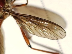 Leptogaster obscuripennis