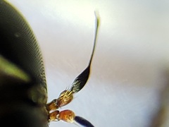 Leptogaster obscuripennis