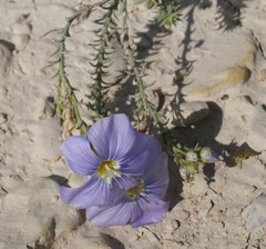 Linum squamulosum