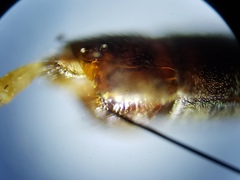 Leptogaster obscuripennis