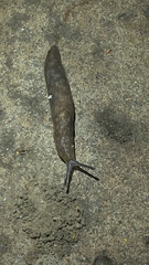 Limacus flavus