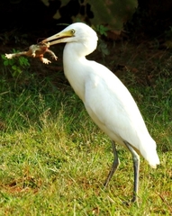 Bubulcus ibis