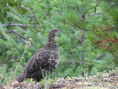 Dendragapus fuliginosus