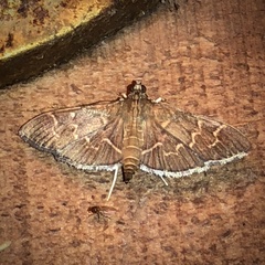 Pilocrocis ramentalis