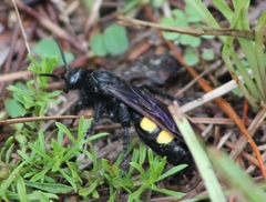 Pygodasis quadrimaculata