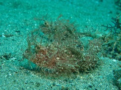 Pteroidichthys amboinensis